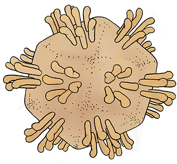 Virus, Bazill, Krankheit