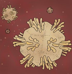 Hepatitis-C Virus, Hepatitis-Virus