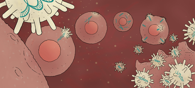 Kaperfahrt, Ein Virus infiziert eine Zelle.
