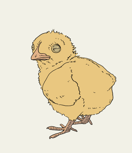 Osterküken, Tier, Vogel, Küken, Huhn, Ostern.