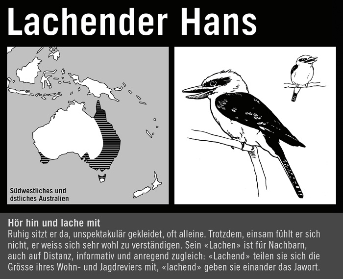 Lachender Hans, Lachender Hans